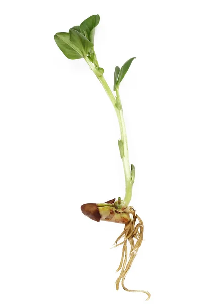 Nowy liść rosnącego bobiku — Zdjęcie stockowe