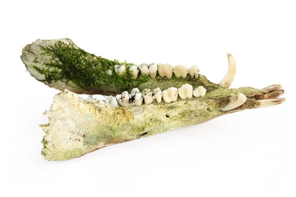 Lower jaw of a boar found in the forest — Stock Photo, Image