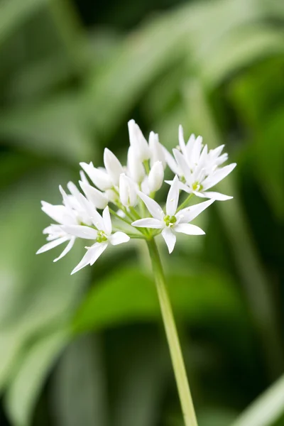 Porro di aglio selvatico in fiore nella foresta (messa a fuoco manuale ) — Foto Stock