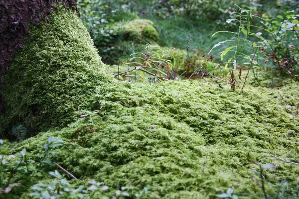 Suelo de musgo en el bosque virgen — Foto de Stock