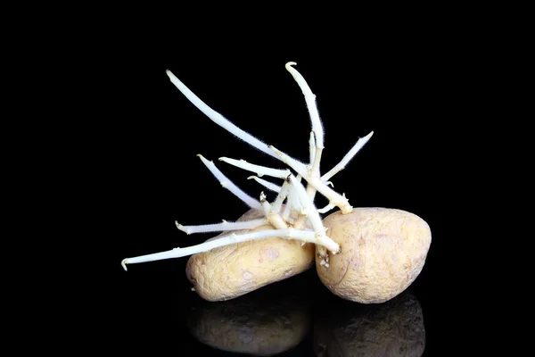 Sprouting potato against black background — Stock Photo, Image
