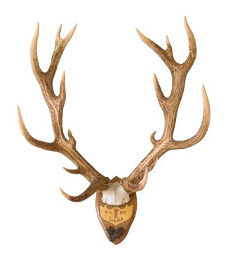 Antlers from a huge stag mounted on wood board, clipart