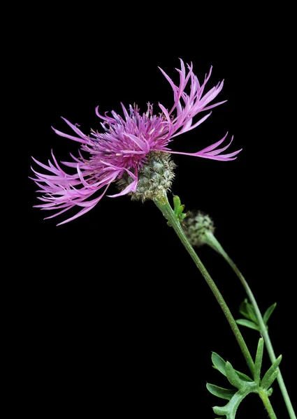 Brown knapweed (Centaurea jacea) — Stock Photo, Image