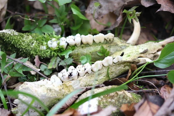 Mandíbula baja de un jabalí que se encuentra en el bosque —  Fotos de Stock