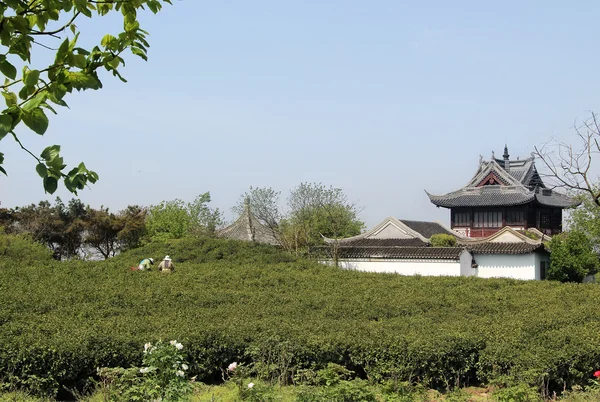 Vesnice v Číně - čajové plantáže mimo vesnici chrám — Stock fotografie