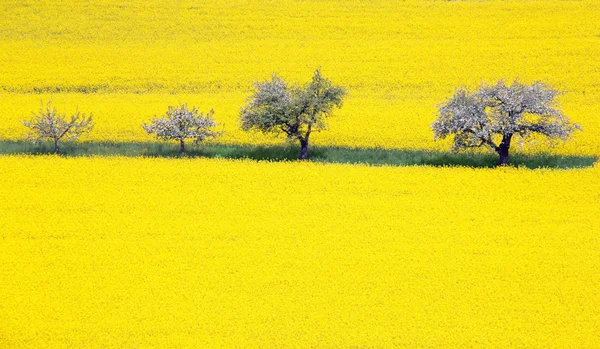 Blooming apple tree and rape field — Stock Photo, Image