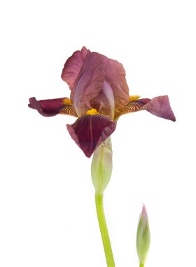 Iris Bloem, geïsoleerd