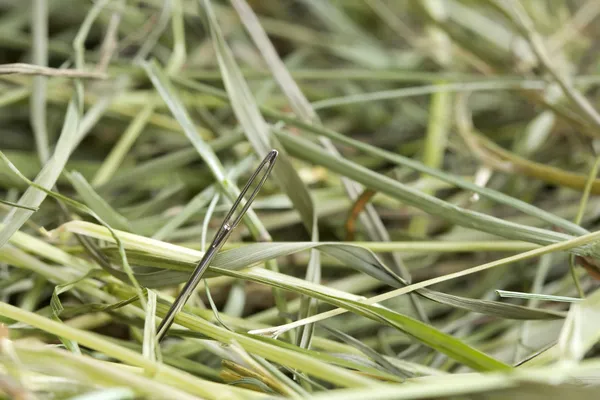 Needle in a hay stack — Stock Photo, Image