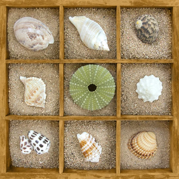 Различные раковины в деревянном ящике из песка — стоковое фото