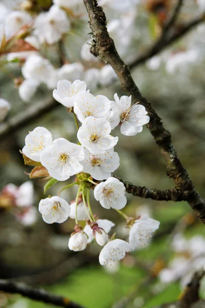 Gyümölcsös kert-fehér cseresznye virág — Stock Fotó