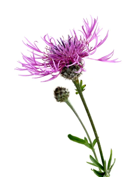 Kahverengi knapweed (Centaurea jacea) — Stok fotoğraf