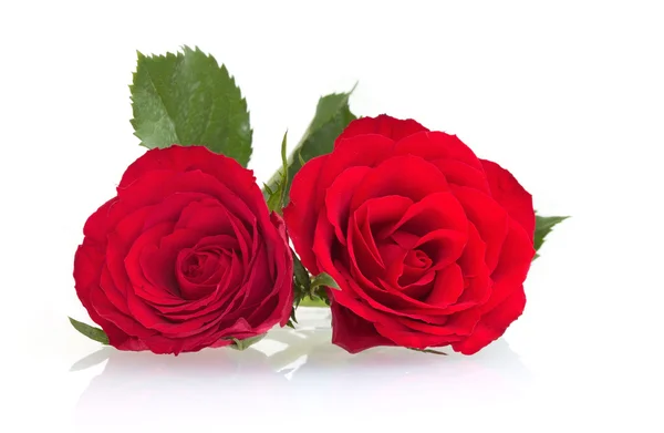 白色背景的两朵红玫瑰 — 图库照片