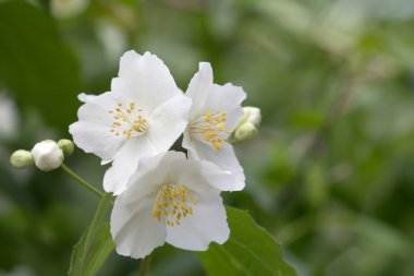 Sahte-turuncu çiçek (Philadelphus)