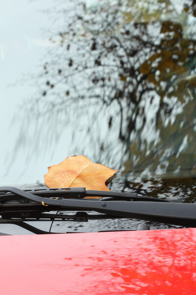 Fallen autumn leaves on red car windshield
