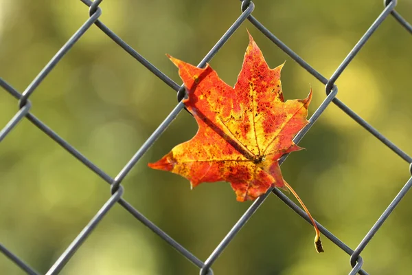 Una foglia caduta autunno — Foto Stock