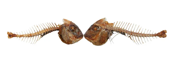 Zwei küssende Fischskelette — Stockfoto