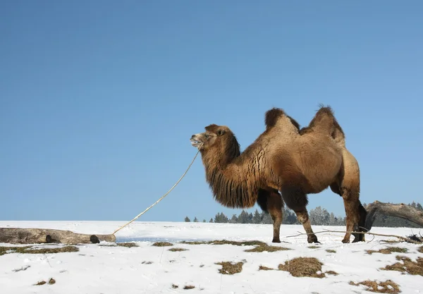 Двогорбий верблюд (Camelus bactrianus) — стокове фото