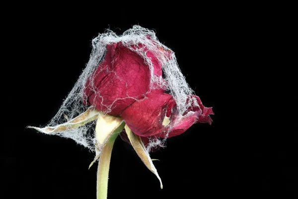 Zvadlá růže pokryté web o malý pavouk — Stock fotografie