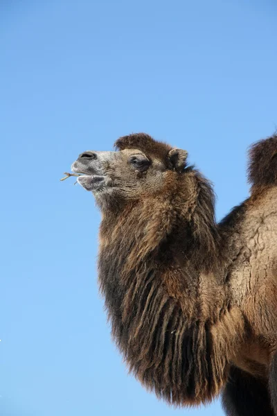 Ritratto di un cammello battriano (Camelus bactrianus ) — Foto Stock