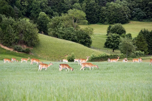 Damwildfarm in tiefen Hügeln — Stockfoto