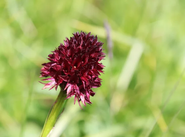 Alp flora - siyah vanilya orkide (nigritella nigra) — Stok fotoğraf