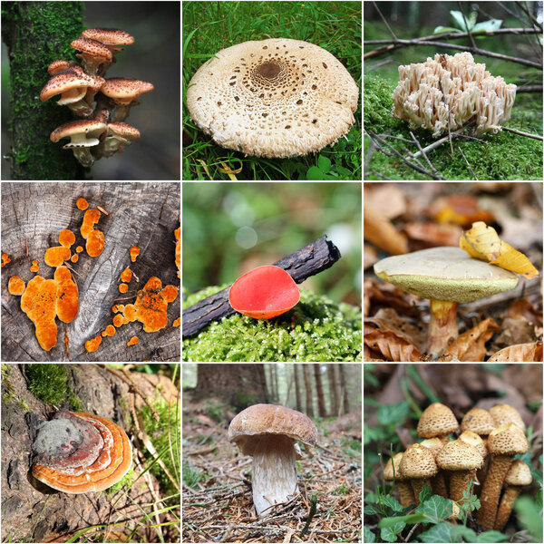 Mushroom collage