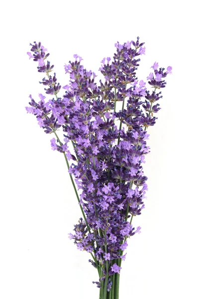 Lavendel bunch geïsoleerd op witte achtergrond — Stockfoto