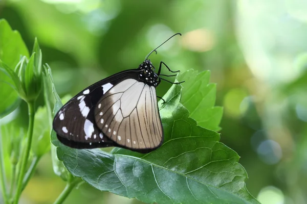 Le papillon corbeau (Euploea sp.) sur feuille verte — Photo