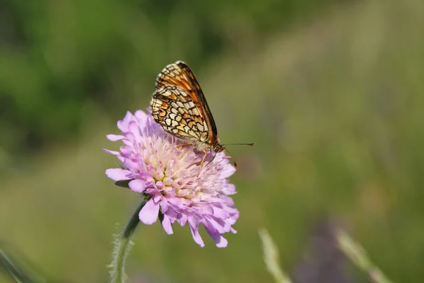 Butterfly Heath pärlemorfjäril (Mellicta athalia) på rosa blomma i fältet — Stockfoto