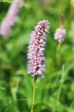 Alp flora: ortak bistort (Polygonum bistorta)