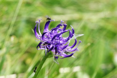 Alp flora: yuvarlak başlı rampion (Phyteuma barındırır)