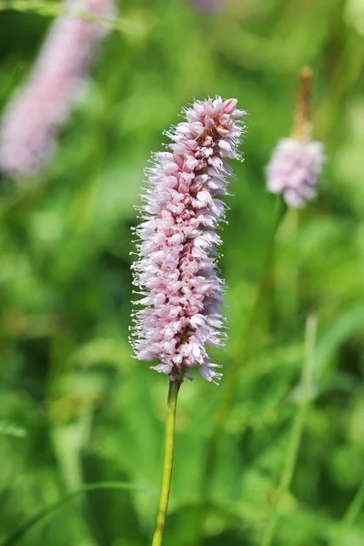 Alpine Flora: gemeiner Biergarten (polygonum bistorta)) — Stockfoto