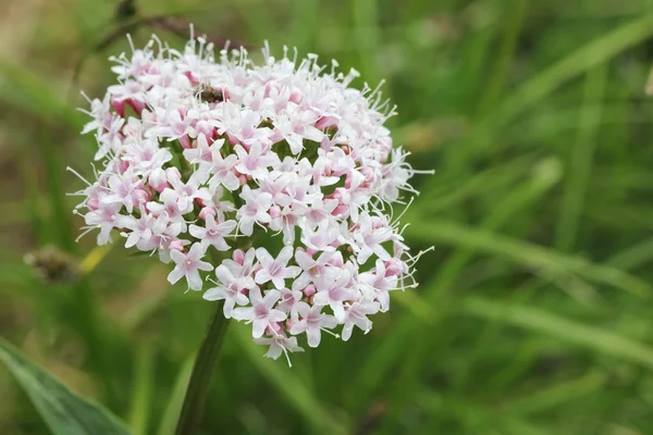 Alpine flora: Valeriana montana — Stock Photo, Image