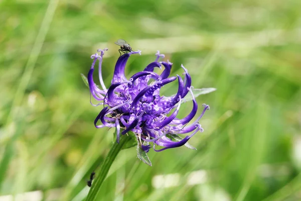 Flora alpina: rampion de cabeça redonda (Phyteuma orbiculare ) — Fotografia de Stock