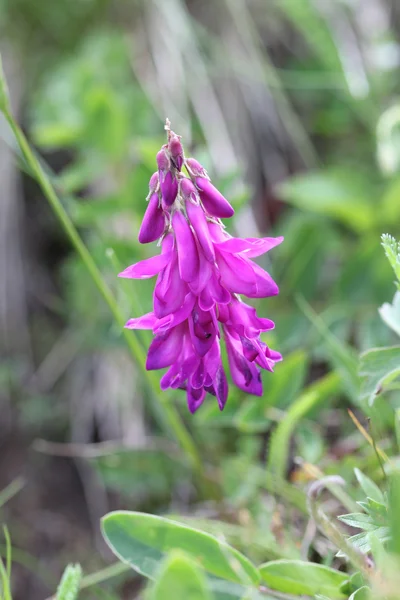 Alp flora: Alp sweetvetch (hedysarum hedysaroides), — Stok fotoğraf
