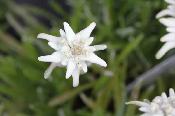 Flora de Alpen: Edelweiss —  Fotos de Stock