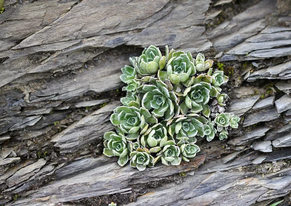 Alp flora - buzlu sempervivum — Stok fotoğraf