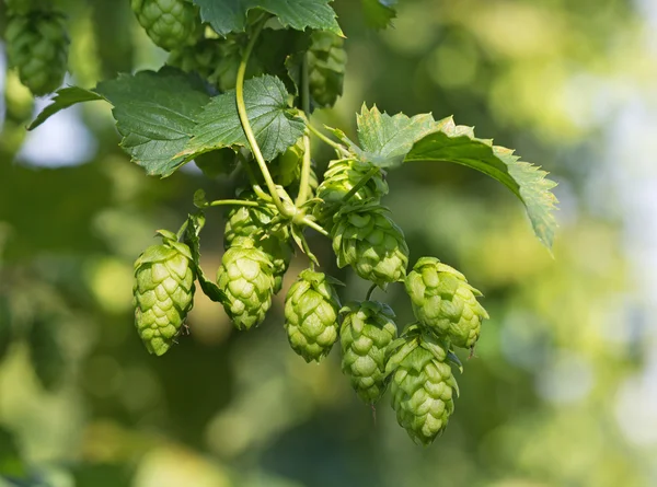Hop cones on the hop plantation — Stock Photo, Image