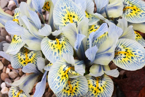 Hollandalı minyatür ışık mavi iris — Stok fotoğraf