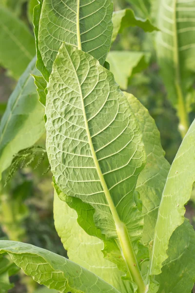 Foglia di tabacco nella fattoria delle piante di tabacco — Foto Stock