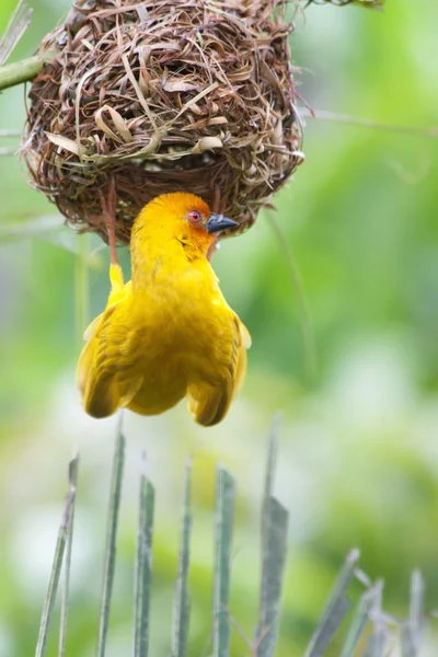 Tkadlec pták (zlatou palmu weaver - ploceus bojeri) na jeho hnízdo — Stock fotografie