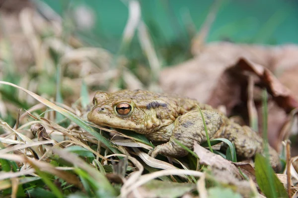 Une grenouille maigre après l'hibernation hivernale — Photo