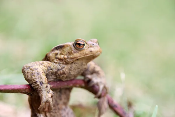 Skinny frog after winter hibernation — Stock Photo, Image