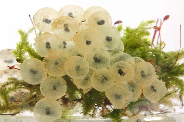 Frog eggs hatching process 2: 5 days after fertilization — Stock Photo, Image