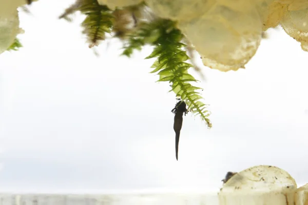 Frog eggs hatching process 4: 8 days after fertilization