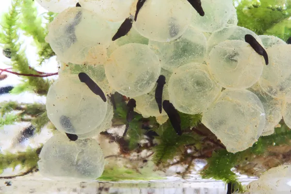 Frog eggs hatching process 3: 7 days after fertilization — Stock Photo, Image