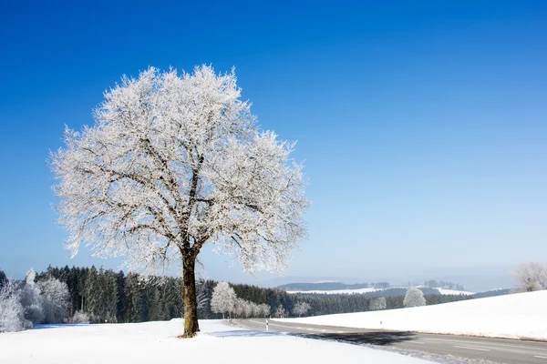 Bevroren boom op winterlandschap en blauwe hemel — Stockfoto