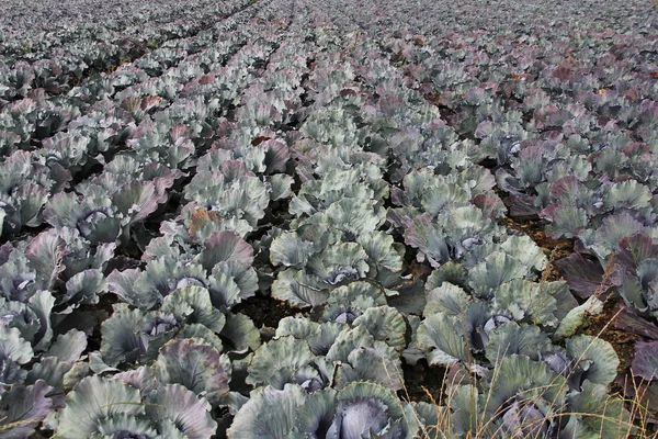 Campo di cavolo rosso con rugiada del mattino — Foto Stock