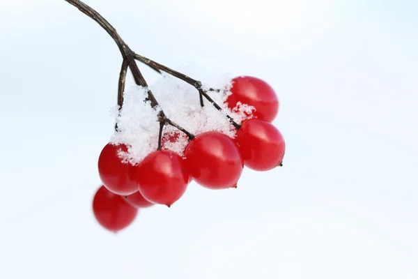 Снег на красных ягодах — стоковое фото