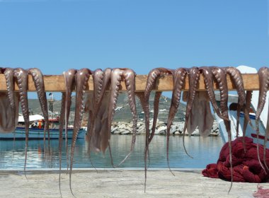 Deniz tarafında, ahtapot kurutma